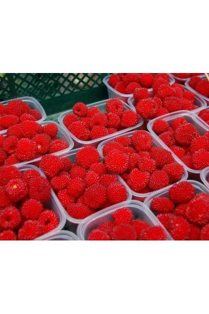 Тибетська малина Юстина купити